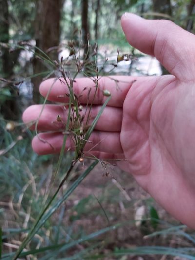 Exocarya scleroides, photographed by Tim