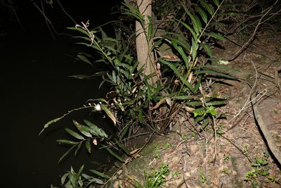 Acrostichum speciosum, photographed by Greg Tasney