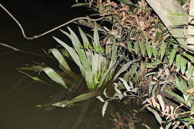 Crinum asiaticum, photographed by Greg Tasney