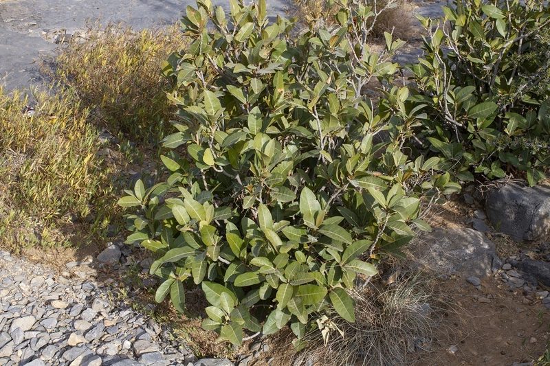 Acridocarpus orientalis, photographed by dhfischer