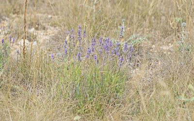 Lavandula angustifolia, photographed by Christoph Moning