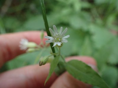 Silene menziesii, photographed by Ellyne Geurts