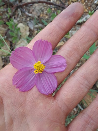 Cosmos crithmifolius, photographed by Alejandro Gómez Maya