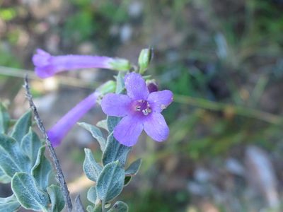 Freylinia undulata, photographed by Di Turner