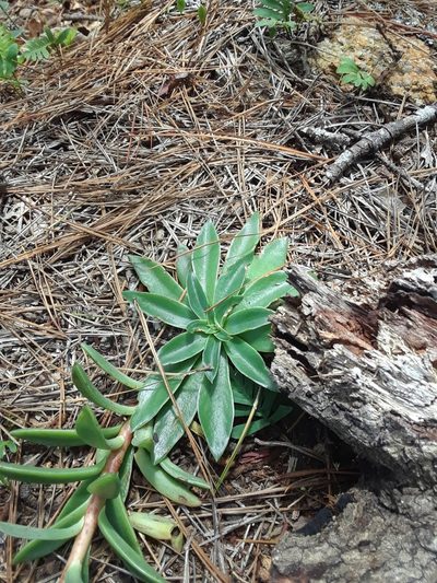 Echeveria paniculata, photographed by Alejandro Gómez Maya