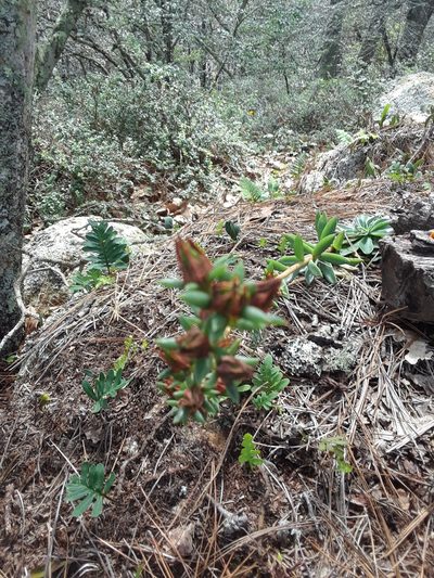 Echeveria paniculata, photographed by Alejandro Gómez Maya
