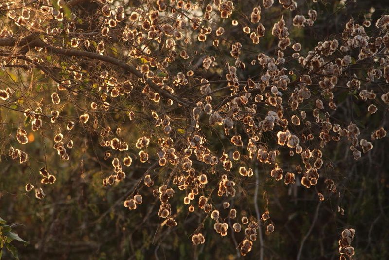 Hymenocardia ulmoides, photographed by Robert Taylor