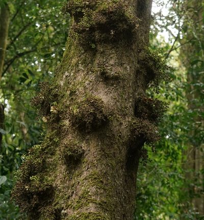 Epicharis parasitica, photographed by Tim