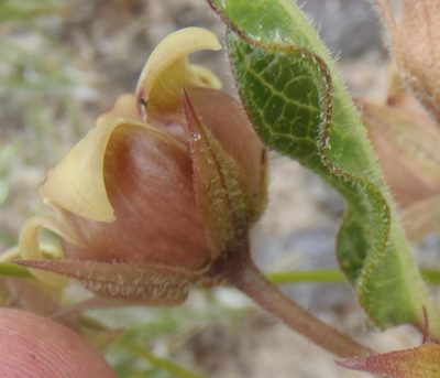 Pachycarpus dealbatus, photographed by Nicola van Berkel