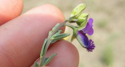 Polygala gracilenta, photographed by Antoinette Eyssell Knox