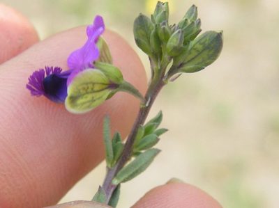 Polygala gracilenta, photographed by Antoinette Eyssell Knox