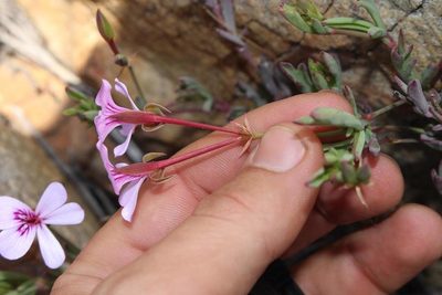 Pelargonium laevigatum, photographed by Brian du Preez