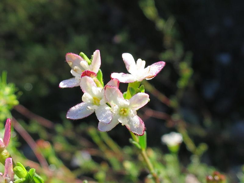 Gnidia obtusissima, photographed by Di Turner