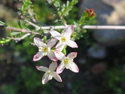 Gnidia obtusissima, photographed by Di Turner