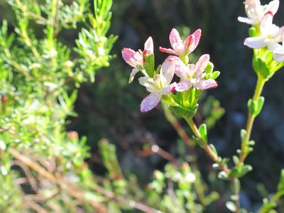 Gnidia obtusissima, photographed by Di Turner