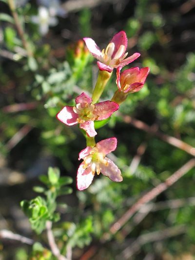 Gnidia obtusissima, photographed by Di Turner