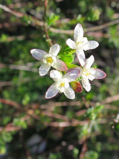 Gnidia obtusissima, photographed by Di Turner