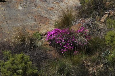 Ruschiella argentea, photographed by Tony Rebelo