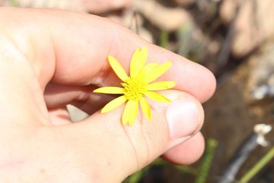 Euryops munitus, photographed by Brian du Preez