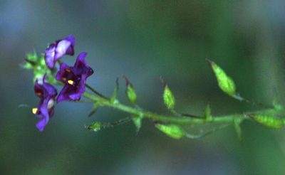 Diascia parviflora, photographed by Tony Rebelo