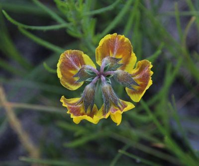Lotononis fastigiata, photographed by Tony Rebelo