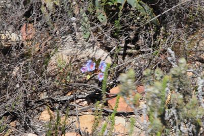 Lobostemon oederifolius, photographed by Tony Rebelo