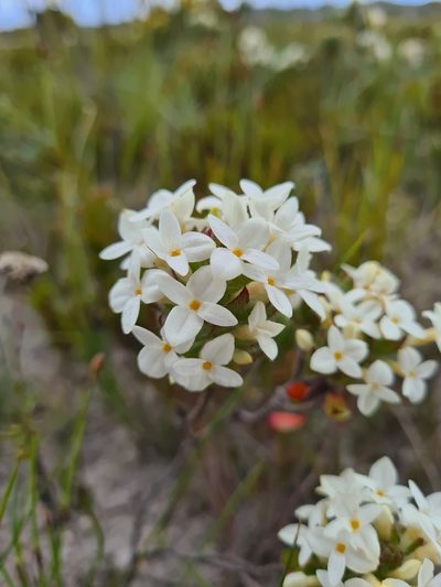 Gnidia ornata, photographed by Rebecca Dames