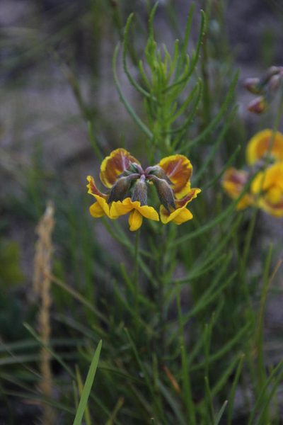 Lotononis fastigiata, photographed by Tony Rebelo