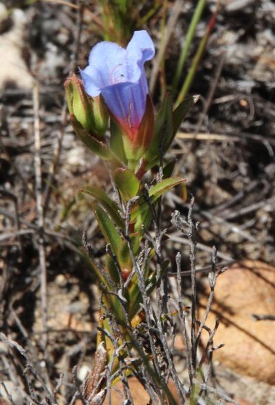Lobostemon oederifolius, photographed by Tony Rebelo