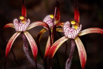 Caladenia chapmanii, photographed by Cal Wood