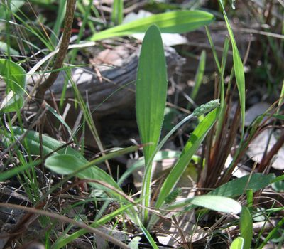 Plantago varia, photographed by yatesy