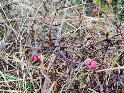Gaultheria macrostigma, photographed by southerndon