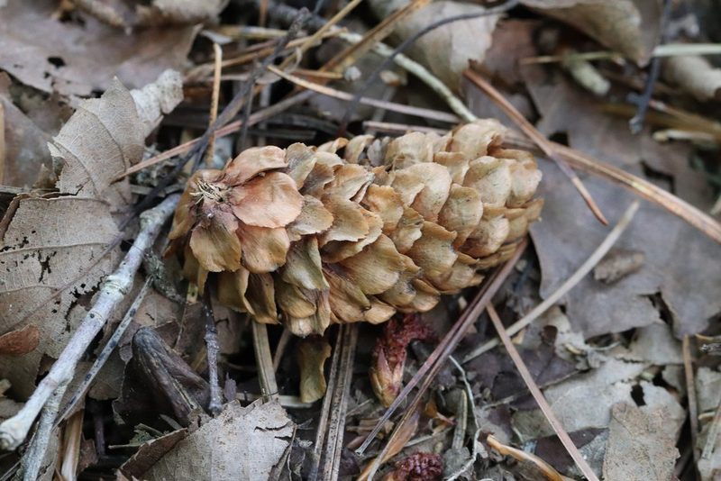 Picea jezoensis, photographed by Nina Filippova