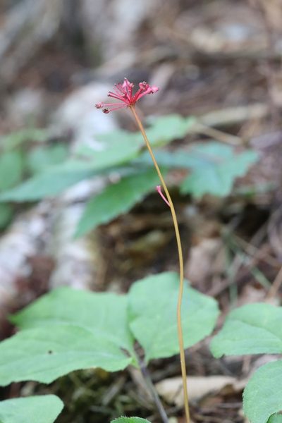 Panax ginseng, photographed by Nina Filippova