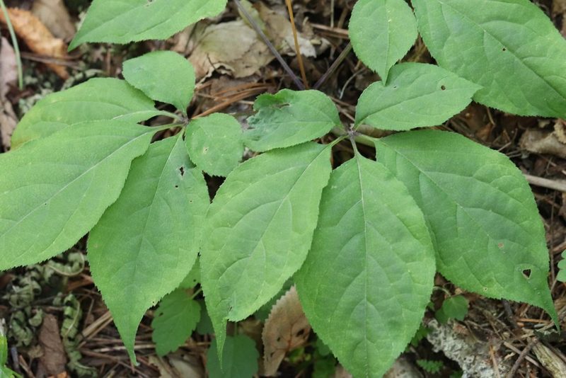 Panax ginseng, photographed by Nina Filippova