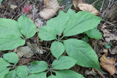 Panax ginseng, photographed by Nina Filippova