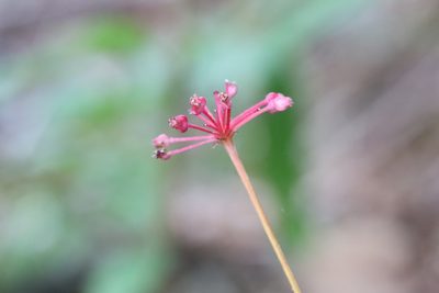 Panax ginseng, photographed by Nina Filippova