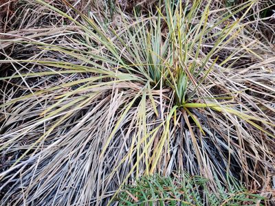 Aciphylla glaucescens, photographed by southerndon