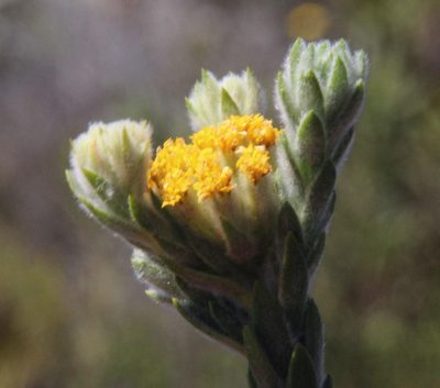 Hymenolepis gnidioides, photographed by Tony Rebelo