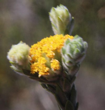 Hymenolepis gnidioides, photographed by Tony Rebelo