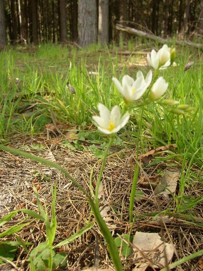 Geissorhiza imbricata, photographed by Tony Rebelo