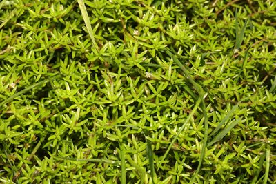 Crassula helmsii, photographed by Stephen James McWilliam