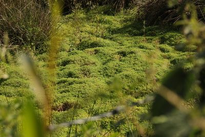 Crassula helmsii, photographed by Stephen James McWilliam