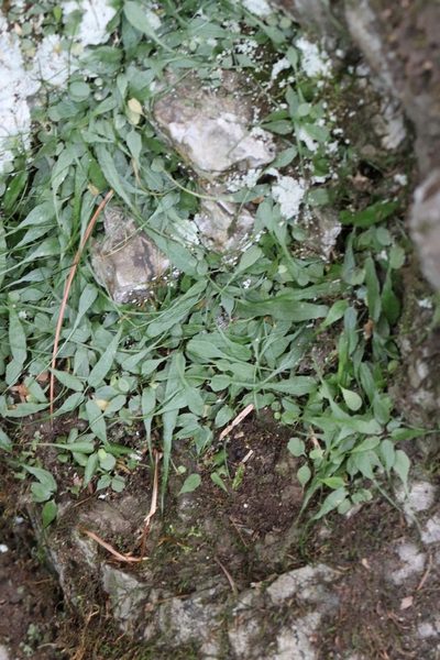 Asplenium ruprechtii, photographed by Nina Filippova