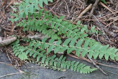 Woodsia polystichoides, photographed by Nina Filippova