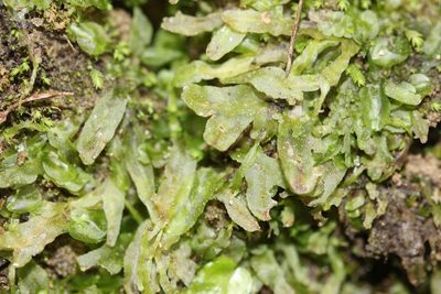 Symphyogyna subsimplex, photographed by Joe Dillon