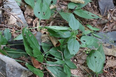Rubia cordifolia, photographed by Nina Filippova