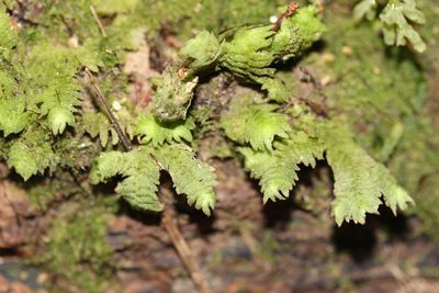 Schistochila glaucescens, photographed by Joe Dillon