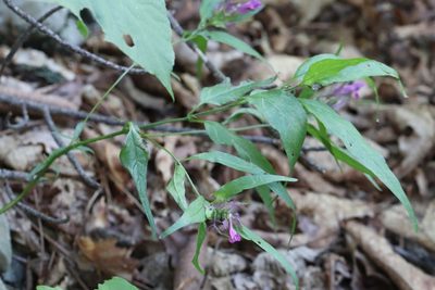 Melampyrum setaceum, photographed by Nina Filippova
