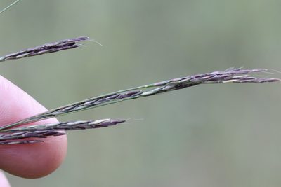 Arthraxon hispidus, photographed by Nina Filippova